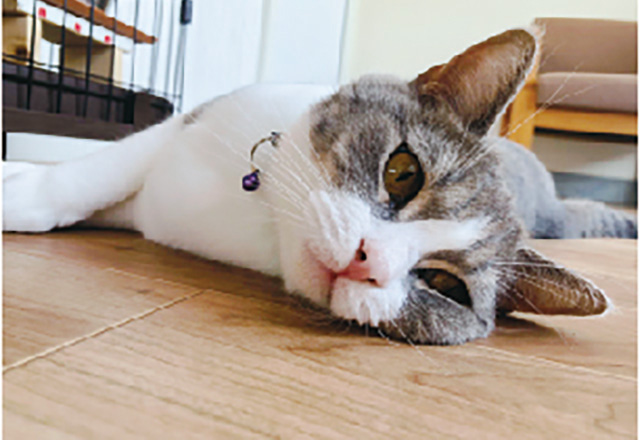写真:おもちゃで遊ぶ学内猫