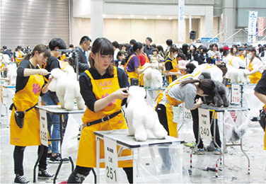 写真：JKC本部トリミング競技会の様子。台の上に乗った3匹の犬とトリミングをする3人の学生。