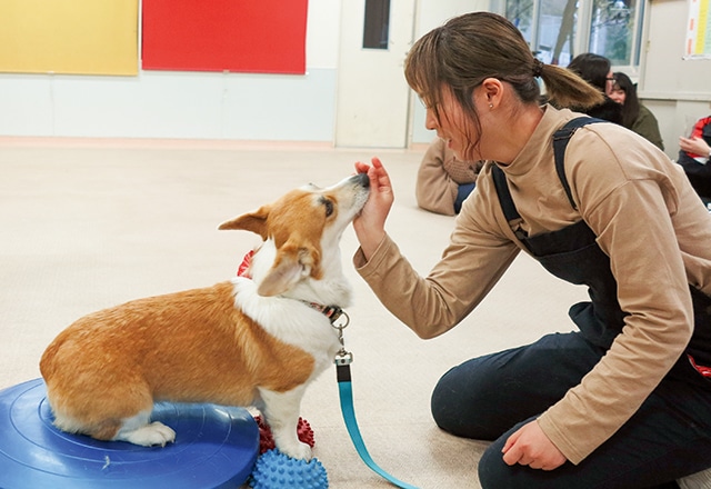 写真:しつけトレーニングを行う学生と学内犬