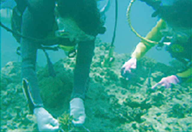 写真：サンゴ礁調査研修の様子。釣りやダイビングでの魚類調査も行います