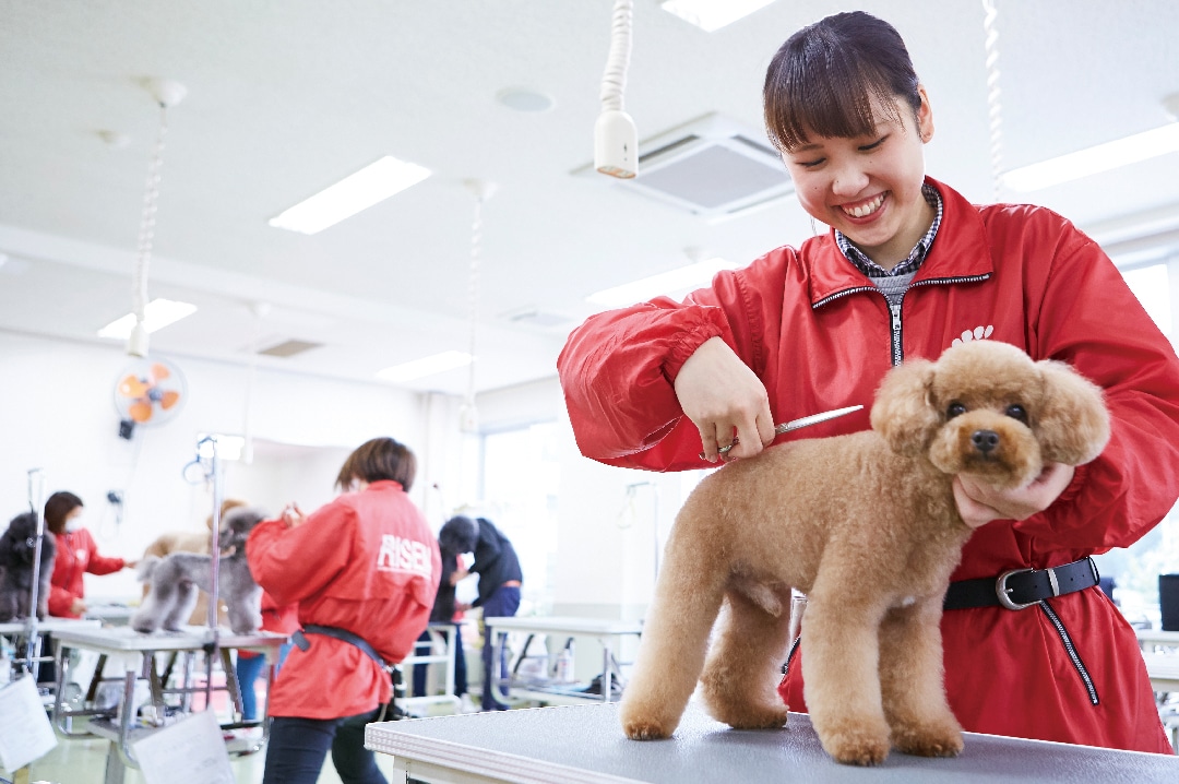 トリミング学科 学科紹介 岡山理科大学専門学校 トリミング学科 学科紹介 岡山理科大学専門学校