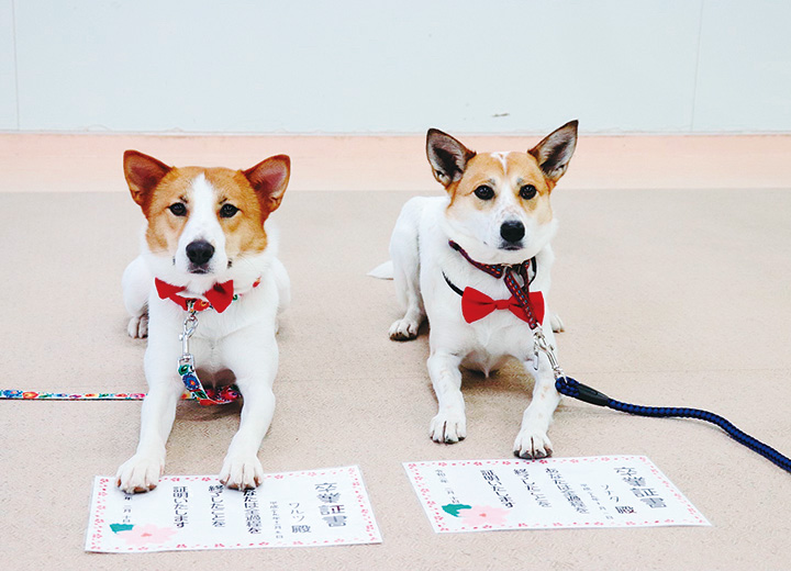 学内犬の卒業式に出席している学内犬と学生たち