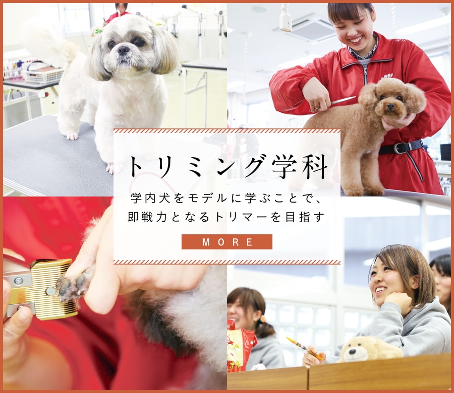 トリミング学科 学内犬をモデルに学ぶことで、即戦力となるトリマーを目指す MORE