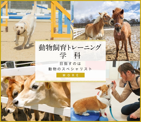 動物飼育トレーニング学科 人と犬の良い関係づくりができるドッグトレーナーを目指す MORE