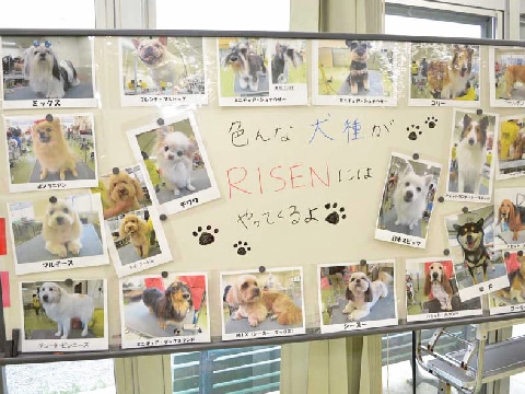 写真：RiSENにやってくる犬種の紹介