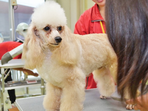 写真：トリミングを受ける犬