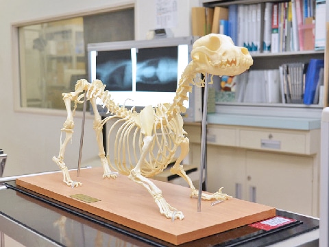 写真：犬の骨格の模型