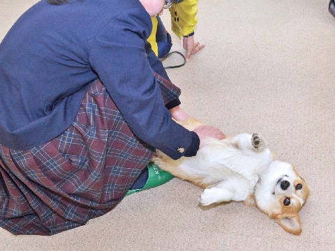 写真：参加者と触れ合う学内犬